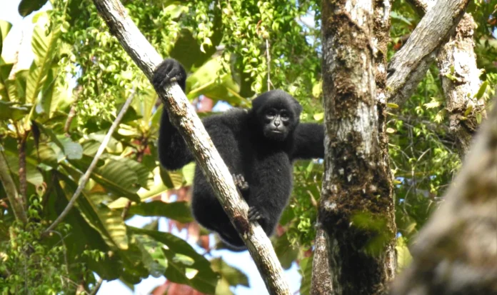 Penampakan primata Bilou atau Owa Mentawai